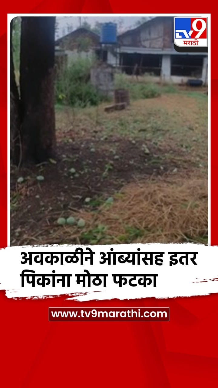 गोंदियात अवकाळी पावसाचा तडाखा, झाडांखाली कैऱ्यांचा सडा
