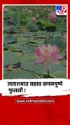 नाशिक : नांदूर मधमेश्वर पक्षी अभयारण्यातील तलावात फुलली सहस्र कमळपुष्पे.