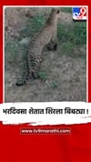 भंडारा येथील लाखांदूर येथे भरदिवसा शेतात शिरला बिबट्या.