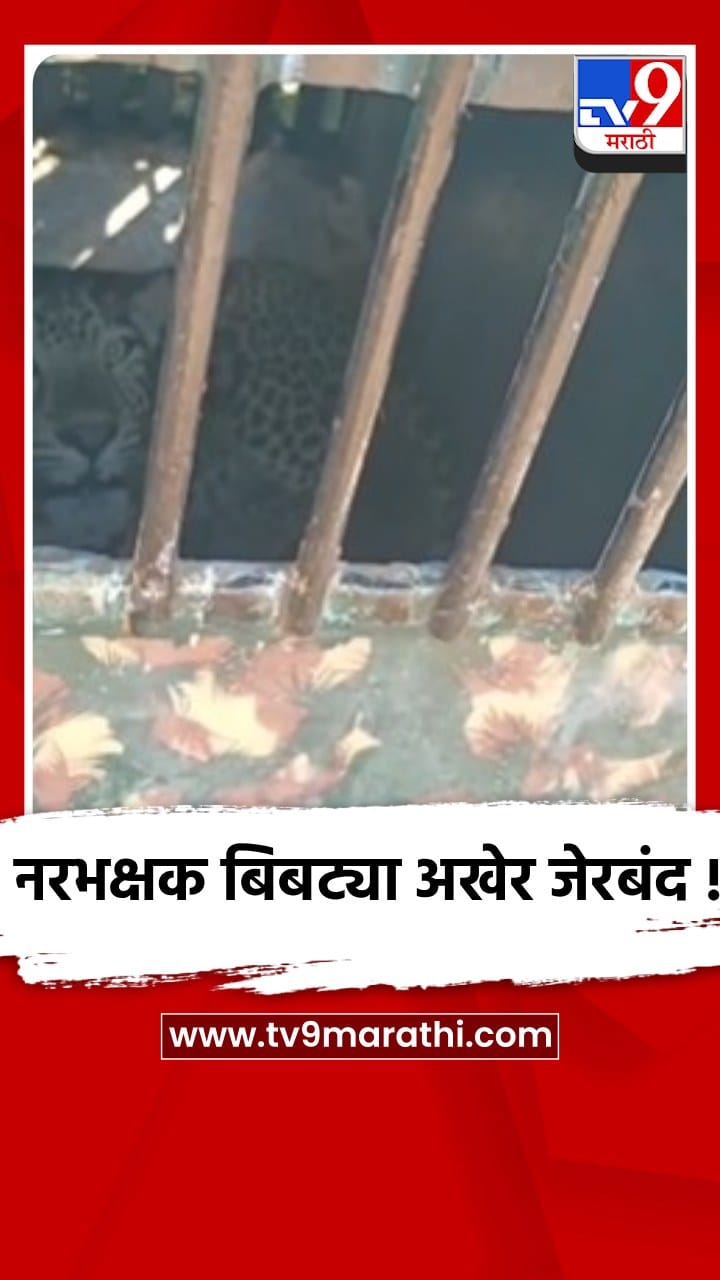 शहापूर -डोळखांब : नरभक्षक बिबट्याला अखेर वन विभागाने केले जेरबंद