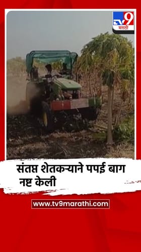 परभणी - भाव मिळत नसल्याने संतप्त शेतकऱ्याने पपईच्या बागेवर फिरवला रोटावेटर..