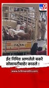 मीरा रोड: पूनम इस्टेट क्लस्टर वनमध्ये बकरे हटवले,पालिकेची कारवाई.