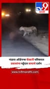 भंडारा ऑर्डनन्स फॅक्टरी परिसरात प्रवाशांना पट्टेदार वाघाचे दर्शन.