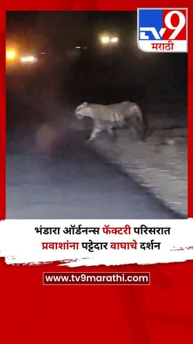 भंडारा ऑर्डनन्स फॅक्टरी परिसरात प्रवाशांना पट्टेदार वाघाचे दर्शन