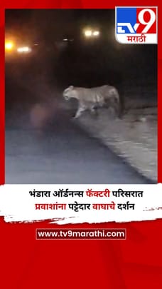 भंडारा ऑर्डनन्स फॅक्टरी परिसरात प्रवाशांना पट्टेदार वाघाचे दर्शन