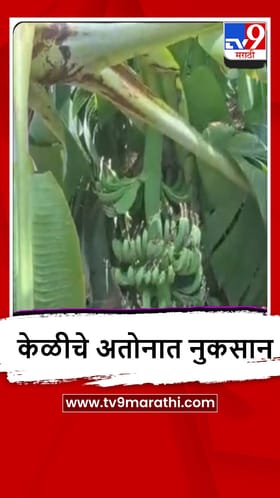 Washim : अवकाळी पावसामुळे केळी पिकाचे प्रचंड नुकसान