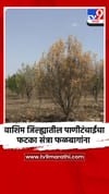 वाशिम जिल्ह्यातील पाणीटंचाईचा फटका संत्रा फळबागांना.