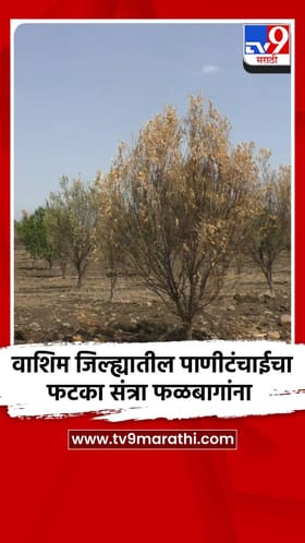 वाशिम जिल्ह्यातील पाणीटंचाईचा फटका संत्रा फळबागांना