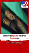 सीतेपारमध्ये चिमुकलीचा बळी घेणारा बिबट्या अखेर जेरबंद.