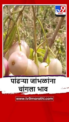 Beed : चिखलीत माळरानावर मराठवाड्यातील पहिली 'पांढरी जांभूळ' शेती, किलोला 350 चा भाव