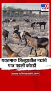 यवतमाळ जिल्ह्यातील नद्यांचे पात्र पडली कोरडी.