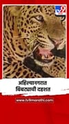 अहिल्यानगरात बिबट्याची दहशत, अखेर जेरबंद.