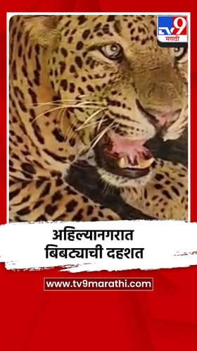 अहिल्यानगरात बिबट्याची दहशत, अखेर जेरबंद