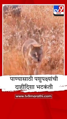 अकोल्यासह राज्यात आगीच्या झळा, पाण्यासाठी पशुपक्ष्यांची दाहीदिशा भटकंती