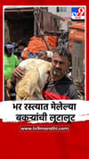 भर रस्त्यात मेलेल्या बकऱ्यांची लूटालूट.