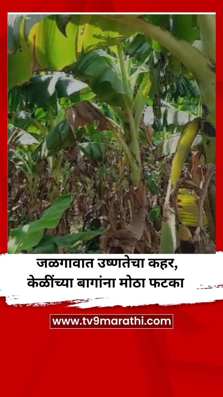 जळगावात उष्णतेचा कहर, केळींच्या बागांना मोठा फटका