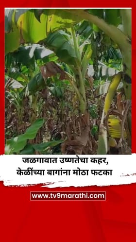 जळगावात उष्णतेचा कहर, केळींच्या बागांना मोठा फटका