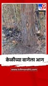 केळीच्या बागेला आग; शेतकऱ्याचं दीड लाखांचं नुकसान.