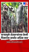 वाऱ्यामुळे शेतकऱ्यांच्या केळी पिकाच्या खर्चात अधिक वाढ.
