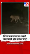 चिचगाव मार्गावर मध्यरात्री बिबट्याची ‘रोड ब्लॉक’ एन्ट्री.