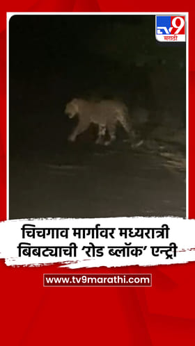 चिचगाव मार्गावर मध्यरात्री बिबट्याची ‘रोड ब्लॉक’ एन्ट्री
