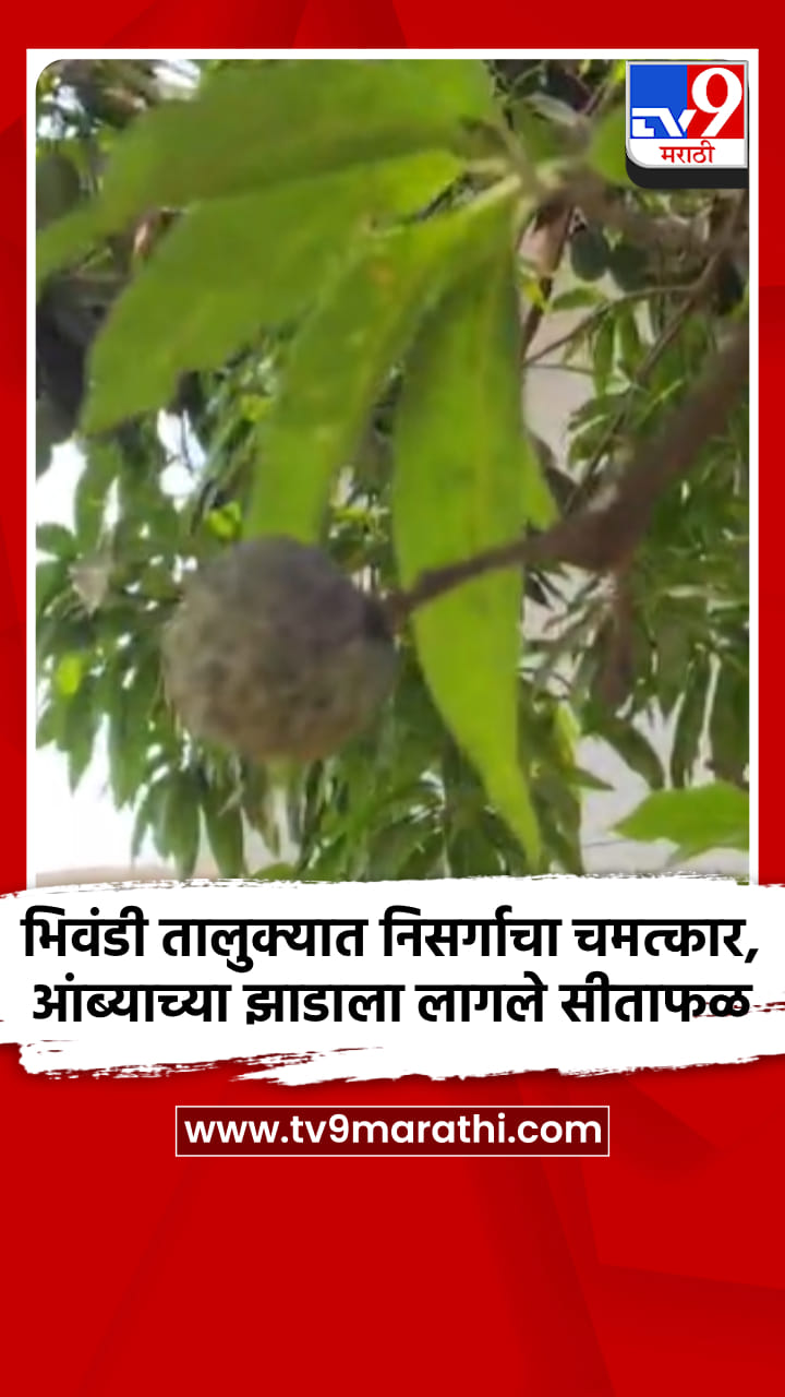 भिवंडी तालुक्यात निसर्गाचा चमत्कार,आंब्याच्या झाडाला लागले सीताफळ