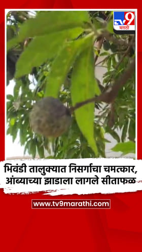 भिवंडी तालुक्यात निसर्गाचा चमत्कार,आंब्याच्या झाडाला लागले सीताफळ
