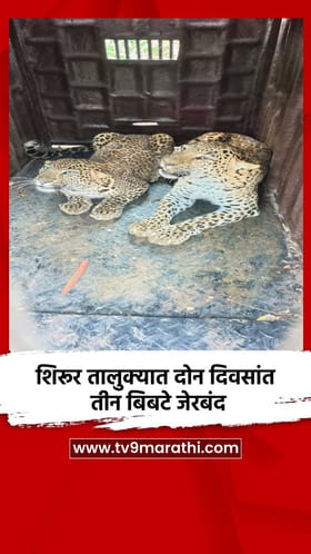 शिरूर तालुक्यात दोन दिवसांत तीन बिबटे जेरबंद