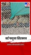 नंदूरबारमधील नवापुरात बर्ड फ्लूचा शिरकाव; 2 दिवसांत 44 हजार कोंबड्या नष्ट.