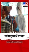 नवापूरमधल्या पोल्ट्री फार्ममध्ये बर्ड फ्लूचा शिरकाव.