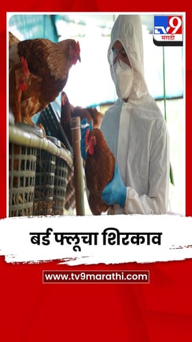 नवापूरमधल्या पोल्ट्री फार्ममध्ये बर्ड फ्लूचा शिरकाव