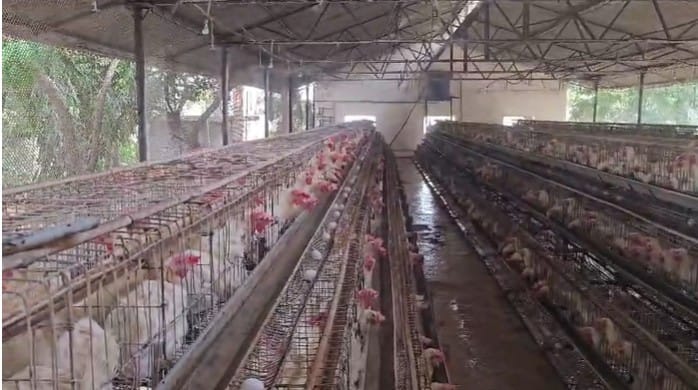  बर्ड फ्लूच्या वाढत्या प्रादुर्भावाची आणि झालेल्या नुकसानीची माहिती घेण्यासाठी आता केंद्रीय पथक नवापूरमध्ये दाखल होणार आहे. या पथकाच्या अहवालानंतर केंद्र सरकारकडून पुढील उपाययोजना आणि मदतीबाबत काय निर्णय घेतले जातात, याकडे सर्वांचे लक्ष लागले आहे.