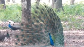 शेजारील राज्यात 44 मोरांच्या मृत्यूने खळबळ, H5N1 ला दुजोरा.....