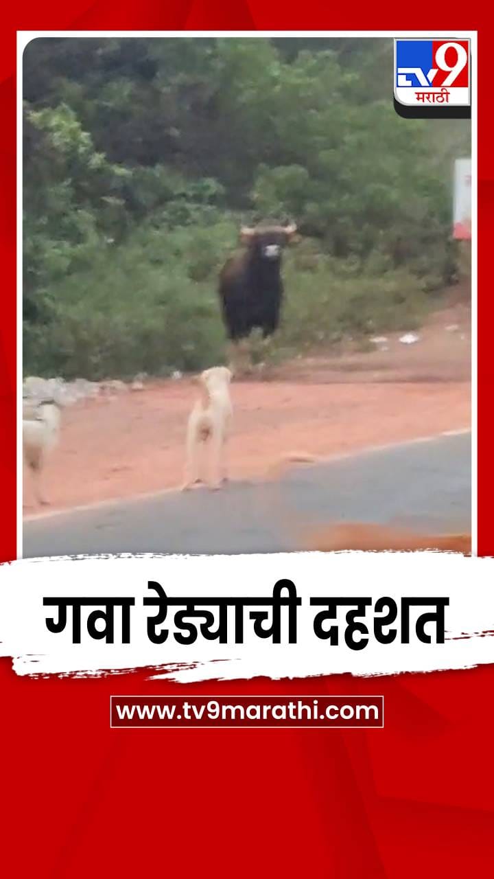 रत्नागिरी शहरात गवा रेड्याची दहशत