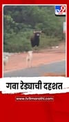 रत्नागिरी शहरात गवा रेड्याची दहशत.