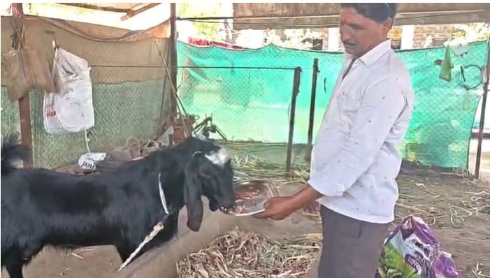 विशेषतः कपाळावर चंद्रकोर असलेल्या बोकडांना बकरी ईदच्या सणाला खूप महत्व येते. त्यांच्या किंमती अवाच्या सवा वाढलेल्या असतात.
