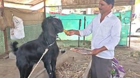 कपाळावर चंद्रकोर असलेल्या 'बादशहा' बोकडाची शानच भारी, किंमत ऐकाल तर....