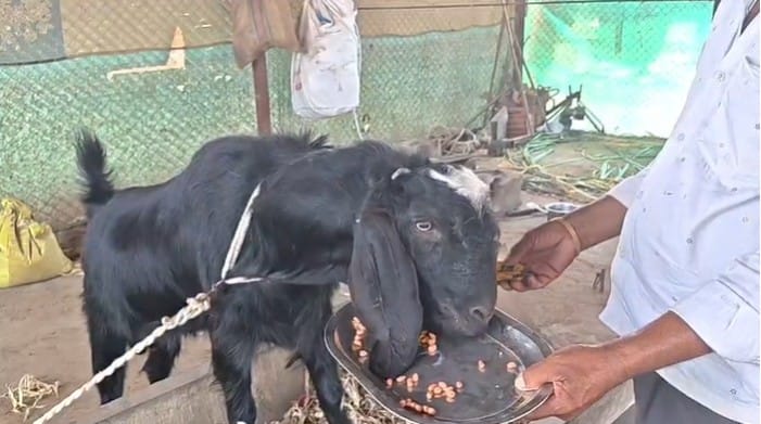 मुस्लिम बांधवांचा पवित्र बकरी ईद सण जवळ येत असल्याने बाजारात बोकडांना मोठी मागणी वाढली आहे.विशेषतः कपाळावर चंद्रकोर असलेल्या बोकडांना लाखोंची बोली लागत आहे. बादशहाला मोठा खुराक दिला जात आहे.