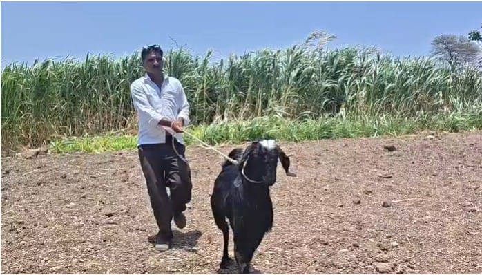 या “बादशाह” नावाच्या काळा बोकडाच्या कपाळावर नैसर्गिकरित्या उमटलेली पांढरी चंद्रकोर म्हणजेच “चांद” हे त्याचे वैशिष्ट्य ठरले आहे.त्यामुळे या बोकडाला पाहायला मोठी गर्दी होत आहे.