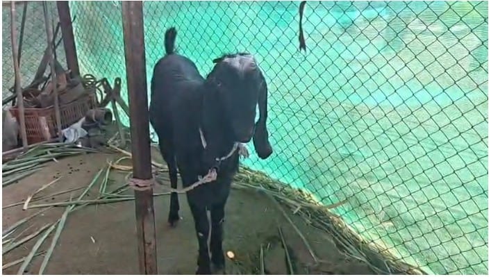 अनेक ठिकाणी बकरी ईदला अशा चंद्रकोर असलेल्या बोकडांची 10 ते 15 लाख रुपयांपर्यंत भाव मिळतो.आता बातम्यांमुळे गजानन जेजुरकर यांनाही त्यांच्या “बादशाह” कडून मोठ्या अपेक्षा लागल्या आहेत.