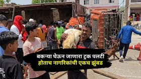 बकऱ्या घेऊन जाणारा ट्रक पलटी होताच नागरिकांची एकच झुंबड, Video Viral.