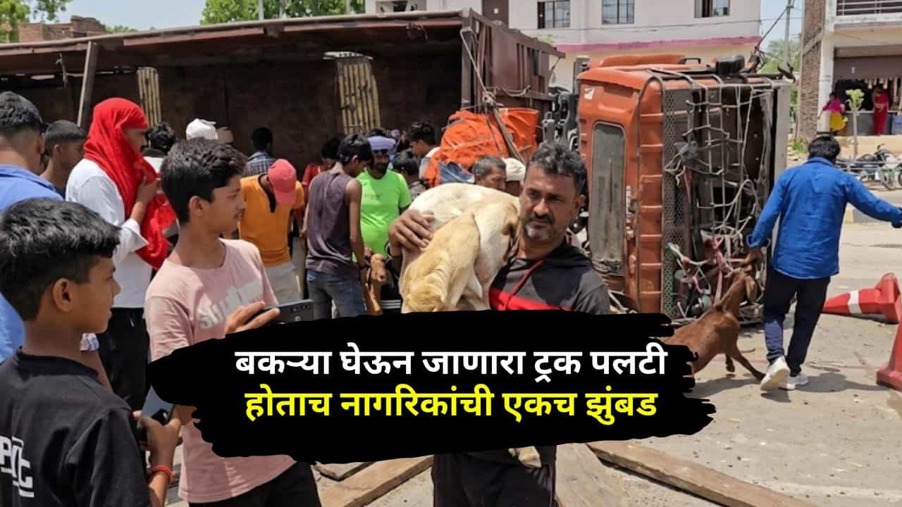 भर रस्त्यात मेलेल्या बकऱ्यांची लूटालूट... बकऱ्या घेऊन जाणारा ट्रक पलटी होताच नागरिकांची एकच झुंबड