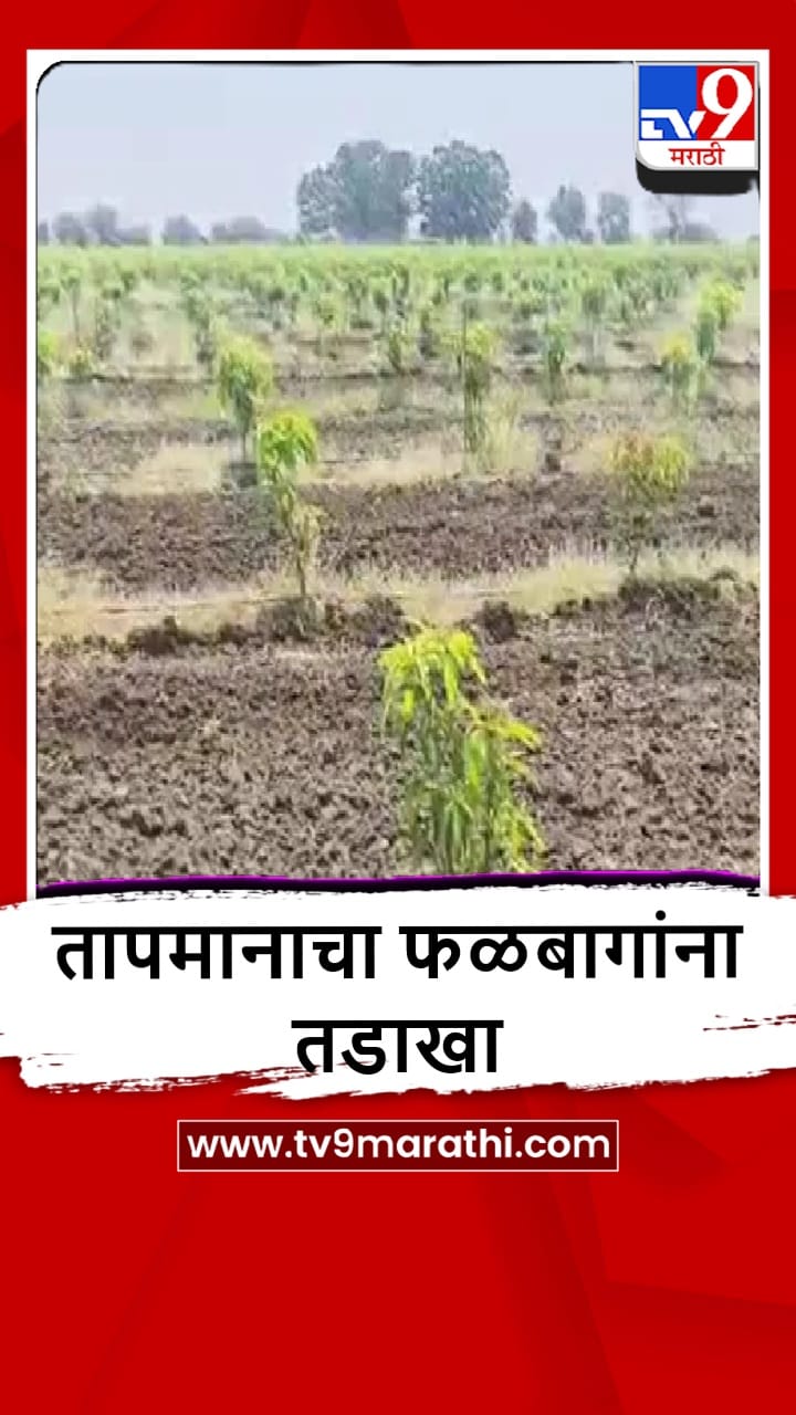 Buldhana : वाढत्या तापमानाचा तडाखा, 20 हजार हेक्टरवरील फळबागा धोक्यात