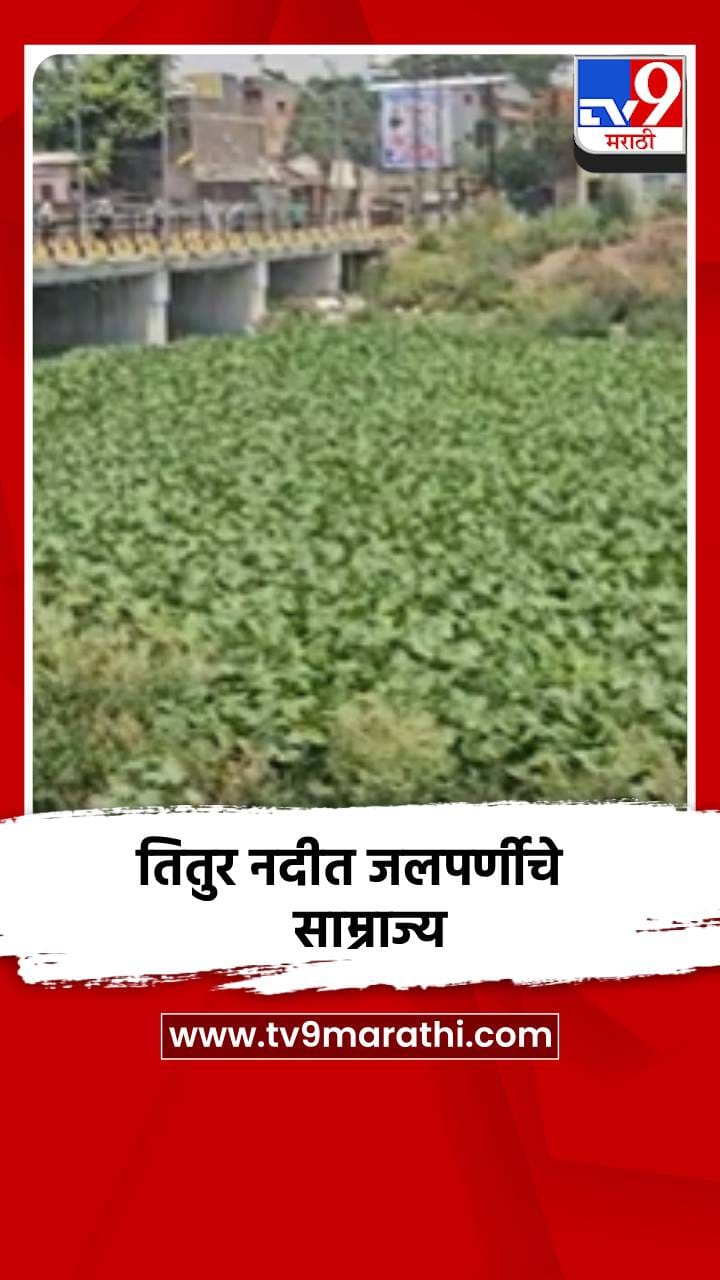 चाळीसगाव शहरातील तितुर नदीपात्रामध्ये जलपर्णीने अक्षरशः विळखा घातला