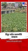 चाळीसगाव शहरातील तितुर नदीपात्रामध्ये जलपर्णीने अक्षरशः विळखा घातला.