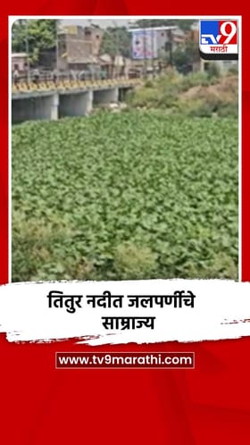 चाळीसगाव शहरातील तितुर नदीपात्रामध्ये जलपर्णीने अक्षरशः विळखा घातला