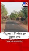 चंद्रपुरात २० हत्तींच्या कळपाचा धुमाकूळ; वनविभाग सतर्क, ग्रामस्थांमध्ये भीतीचे वातावरण.
