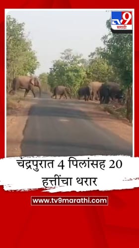 चंद्रपुरात २० हत्तींच्या कळपाचा धुमाकूळ; वनविभाग सतर्क, ग्रामस्थांमध्ये भीतीचे वातावरण