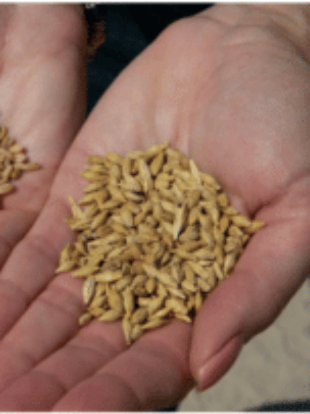 जवचे (Barley) पाणी प्यायल्याने काय फायदे मिळतात..