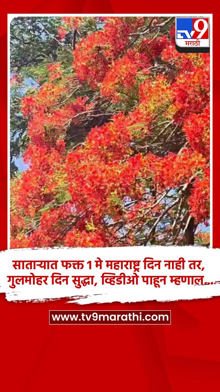 साताऱ्यात फक्त 1 मे महाराष्ट्र दिन नाही तर, गुलमोहर दिन सुद्धा, व्हिडीओ पाहून म्हणाल...